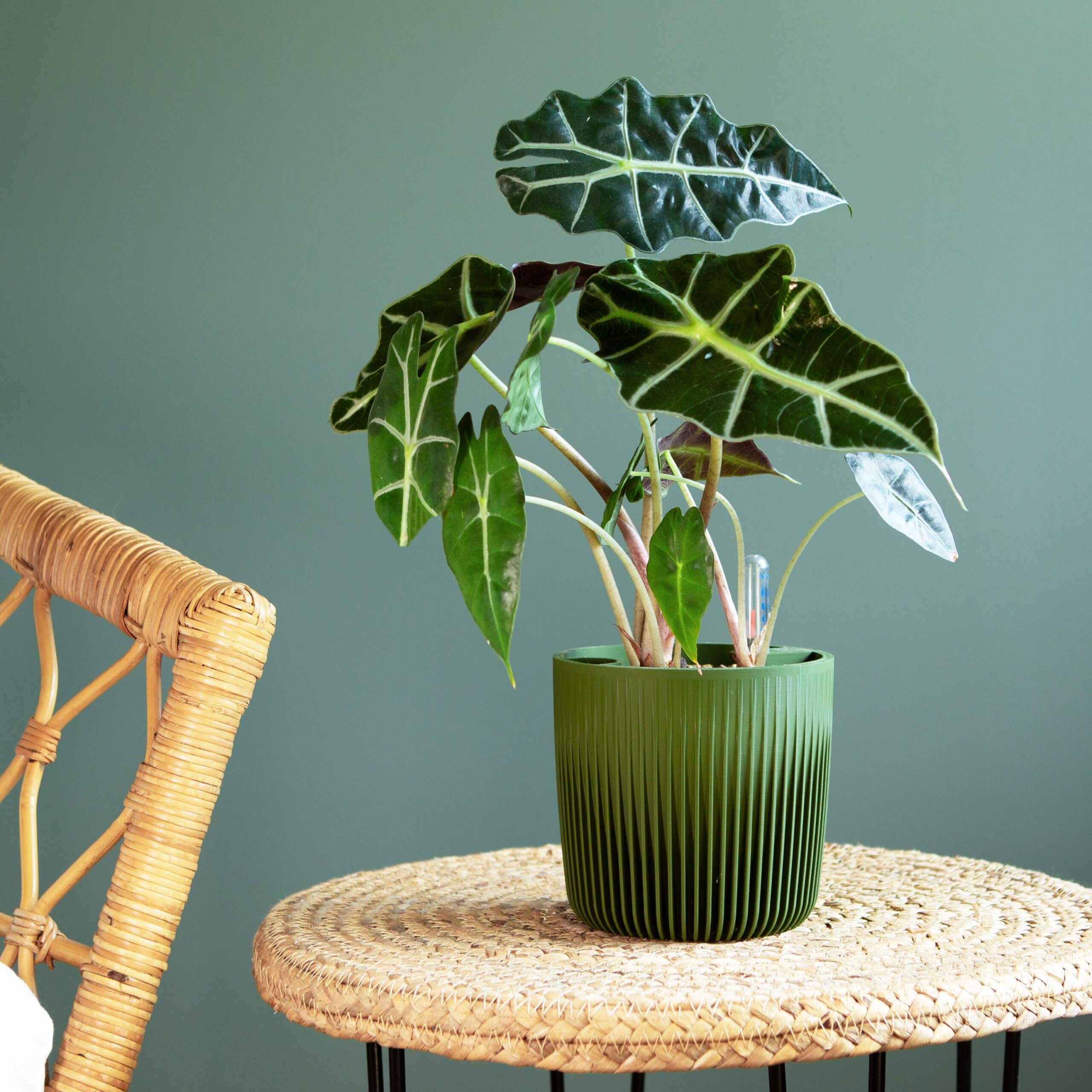 Modulares Pflanzenzubehör – Self Watering Planter "Amazonia" - Image 3